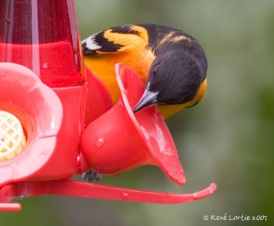 Oriole du NordBaltimore Oriole