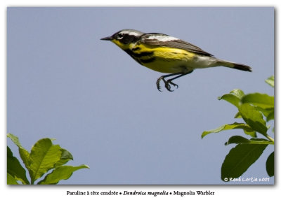 Paruline  tte cendre / Magnolia Warbler