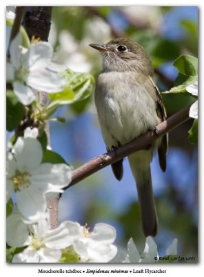 Moucherolle tchbec / Least Flycatcher