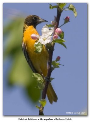 Oriole du NordBaltimore Oriole