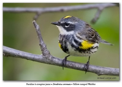 Paruline  croupion jaune / Yellow-rumped Warbler