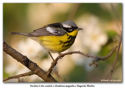 Paruline  tte cendre / Magnolia Warbler