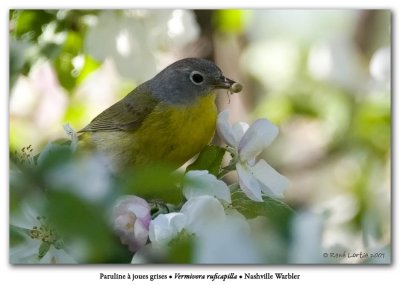 Paruline a joues grises / Nashville Warbler