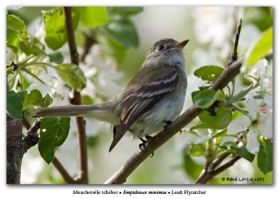 Moucherolle tchbec / Least Flycatcher
