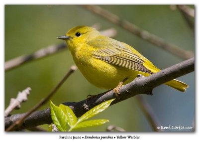 Paruline jaune / Yellow Warbler