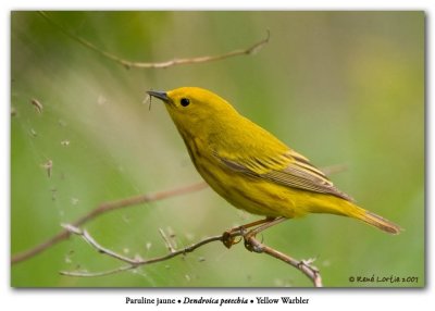 Paruline jaune / Yellow Warbler