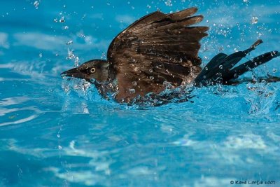Le quiscale plongeur / The Swimming Grackle