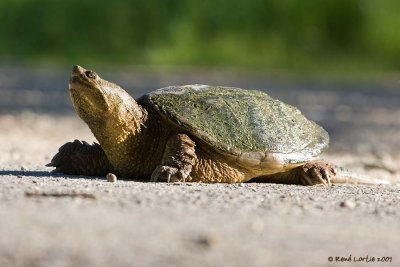 Tortue serpentine / Snapping Turtle