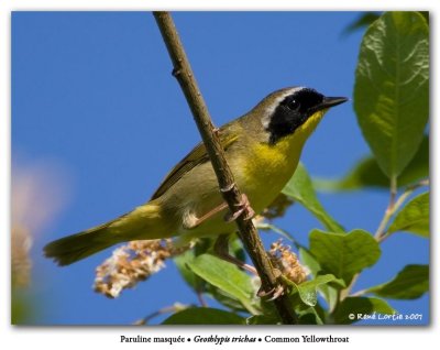 Paruline masque / Common Yellowthroat