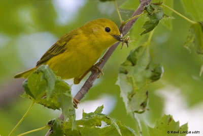 Paruline jaune / Yellow Warbler