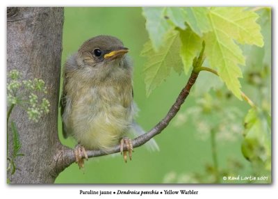 Paruline jaune / Yellow Warbler