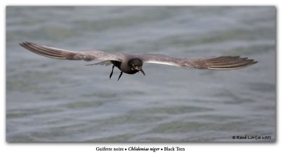 Guifette noire / Black Tern