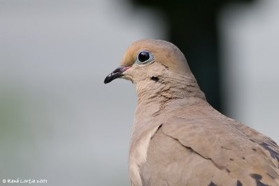 Tourterelle triste / Mourning Dove