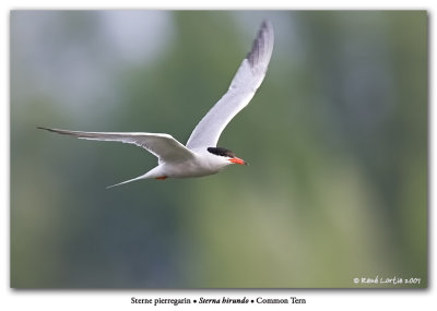 Sterne pierregarin / Common Tern
