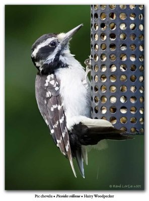 Pic chevelu / Hairy Woodpecker