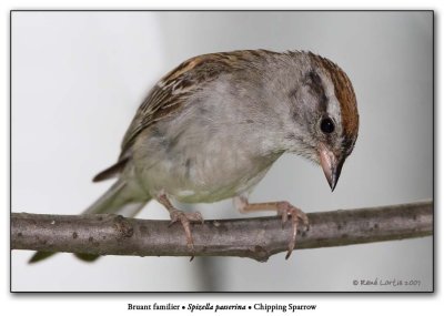 Bruant familier / Chipping Sparrow