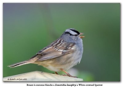 Bruant  couronne blanche / White-crowned Sparrow