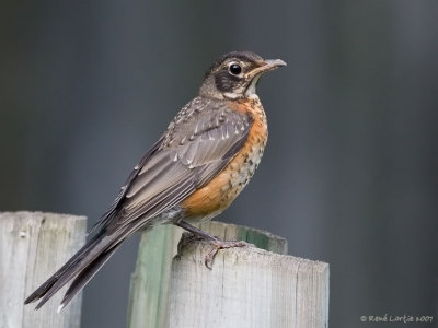 Merle d'Amrique / American Robin