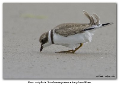 Pluvier semipalm / Semipalmated Plover