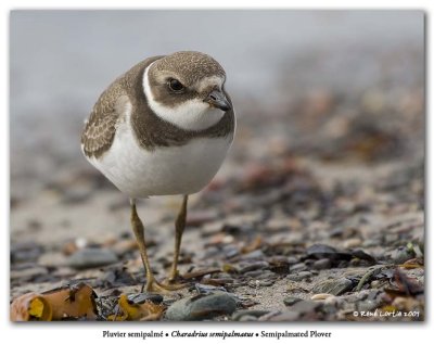 Les oiseaux de Terre-Neuve / Birds of Newfoundland