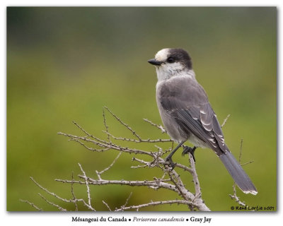 Msangeai du Canada / Gray Jay