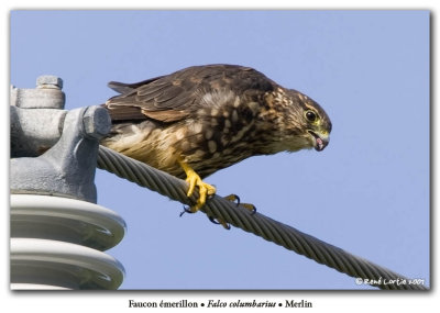 Faucon merillon / Merlin