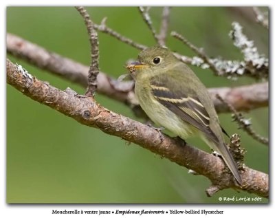 Moucherolle  ventre jaune / Yellow-bellied Flycatcher