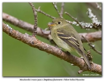 Moucherolle à ventre jaune / Yellow-bellied Flycatcher