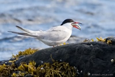 Sterne pierregarin / Common Tern