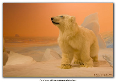 Musée canadien de la nature