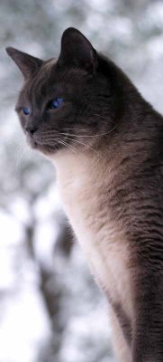 SuperCat