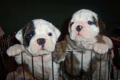 2pups.jpg