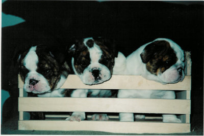 Crated puppies.jpg