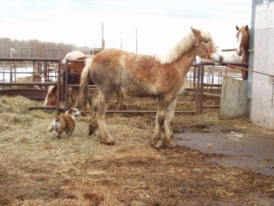 herding1.jpg