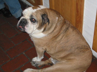 Old man Chauser