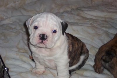 pup.jpg