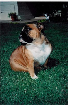 Rosie Basking in her Glory.jpg