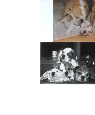 sinkbullypups.jpg