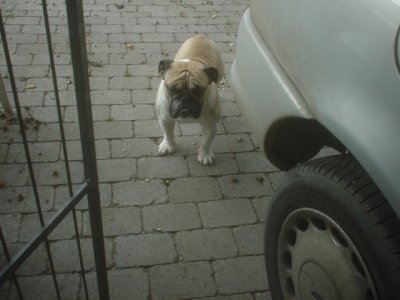 Stevie ved bilen.jpg