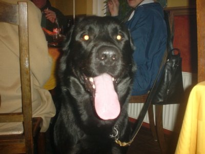 Baloo.jpg