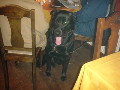 Baloo 2.jpg