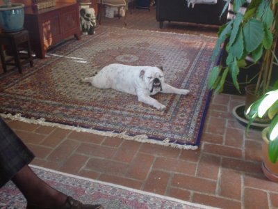 Cleo home for a bath 2.jpg