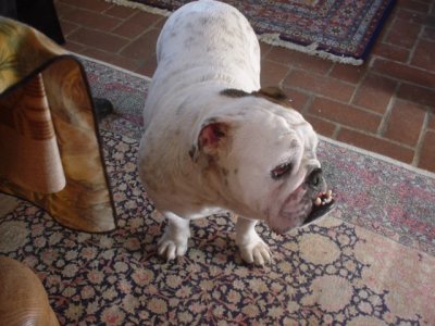 Cleo home to have a barth.jpg