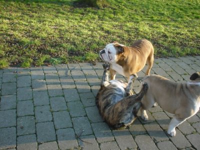 Come on play with me.jpg