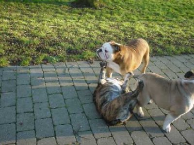 Come on play with me2.jpg