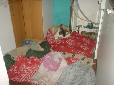 Dont wake me I laike it here on the laundry.jpg