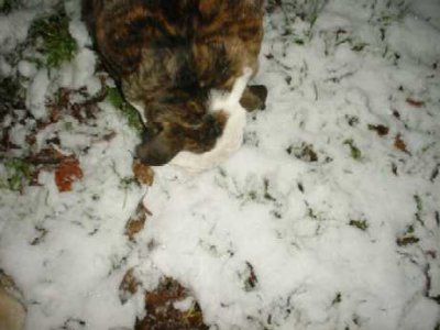 first snow 2.jpg