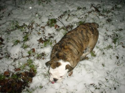 first snow 3.jpg