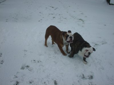 Fun in the snow 1.jpg