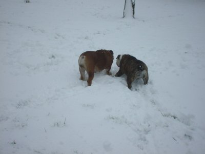 fun in the snow 2.jpg